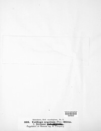 Ustilago segetum image